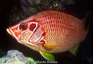 Portrait of a Sqirrelfish (Sargocentron spiniferum). by Alberto Romeo 